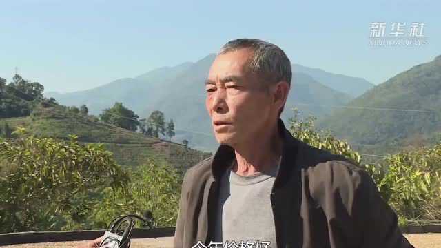 云南宁洱:“金豆豆”领跑山区绿色产业