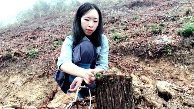 上山种300颗杉树,20年后能赚多少钱?又是一片好风景!