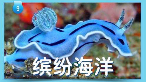 第09集 缤纷海洋：海蛞蝓 海星 海葵 海葵虾 