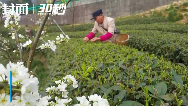 30秒丨“茶园+李花” 航拍四川宜宾屏山茶山春日美景