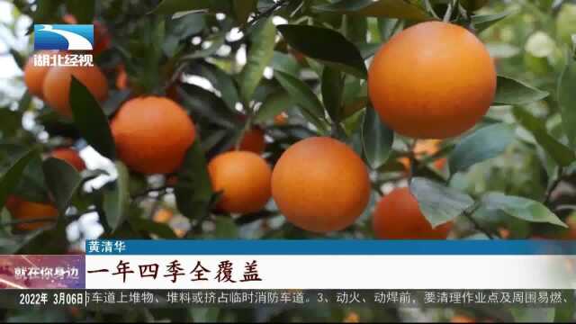 【村里来了新青年】农村土地种得下庄稼 长得出理想