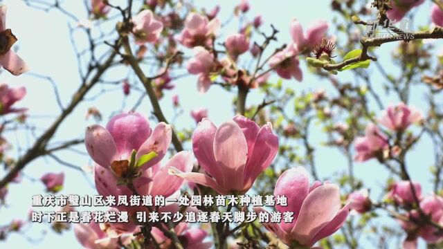 重庆璧山:春暖花开“凤来仪”