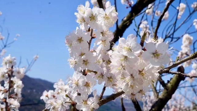 四明山悬岩村樱花图片