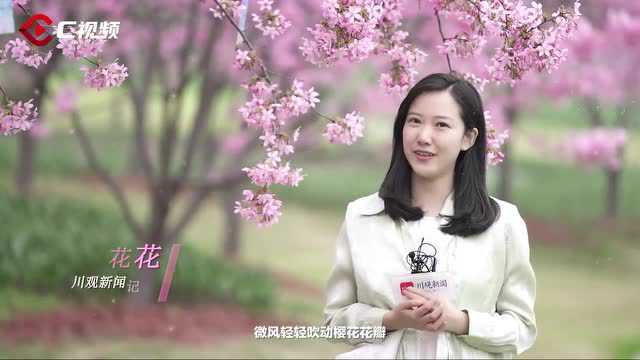 C视频|花花“视”界春日篇③ 这个春天,一起做一场粉色的梦