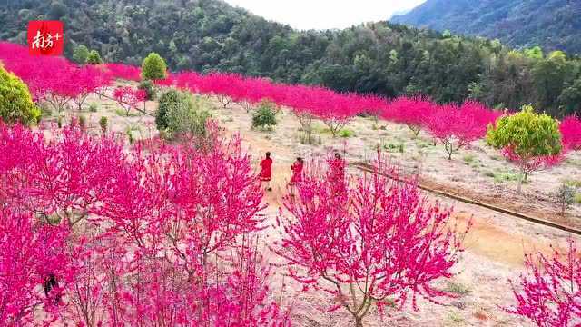 藏身于粤北山区的“桃花岛”,看图已醉