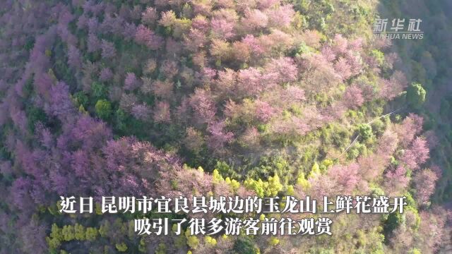 云南宜良:荒山陡坡成花海绿洲