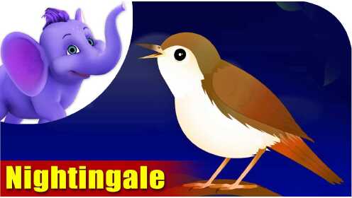 第11集 夜莺 Nightingale