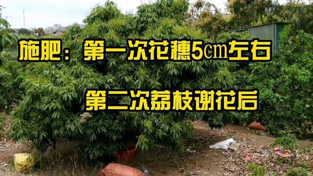 荔枝雌花谢花后保果,每株树施氯化钾1kg+复合肥1kg+有机肥10kg