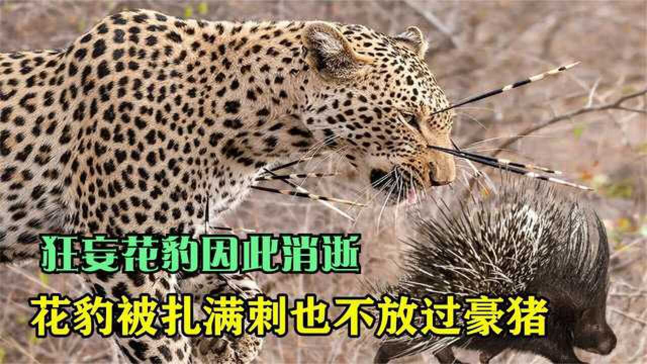 花豹战豪猪,30分钟战斗被刺的遍体鳞伤,最后不敌豪猪落败