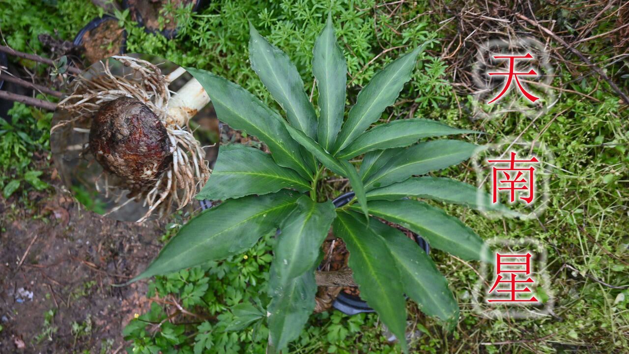 蛇药植物"天南星"中药材,俗称"蛇包谷,不认识的人了解下它