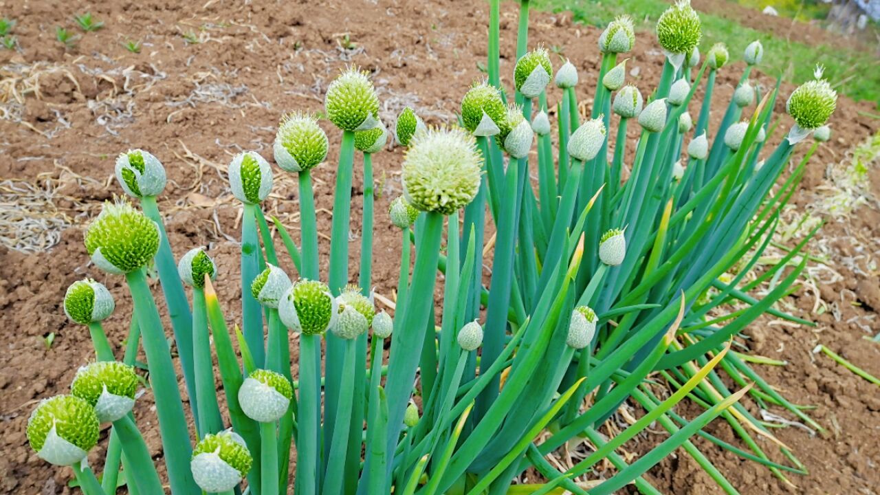 大葱的花苞是个宝,别不懂吃,教你好吃做法,上桌就抢光,真解馋