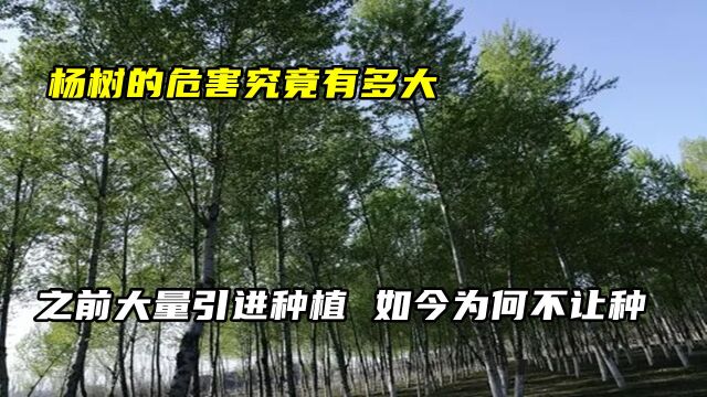 杨树的危害究竟有多大?之前大量引进种植,如今为何不让种?