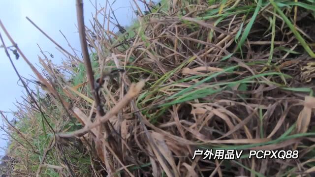 国外物种泛滥看看老外是怎么打野鸭的