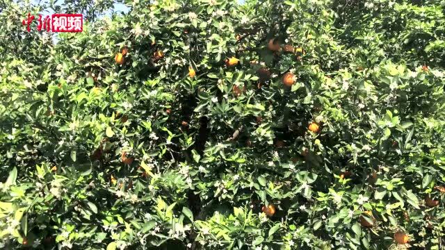 三峡库区脐橙花果同树让人称奇