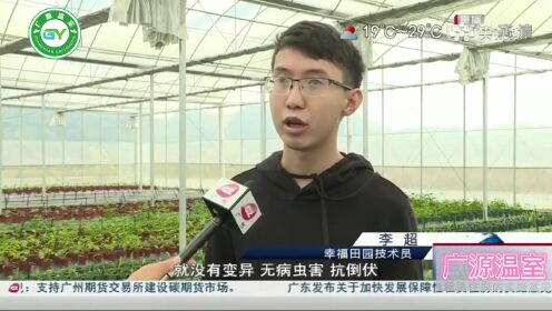 广州甜椒种植温室大棚设计建造及价格、广源温室于