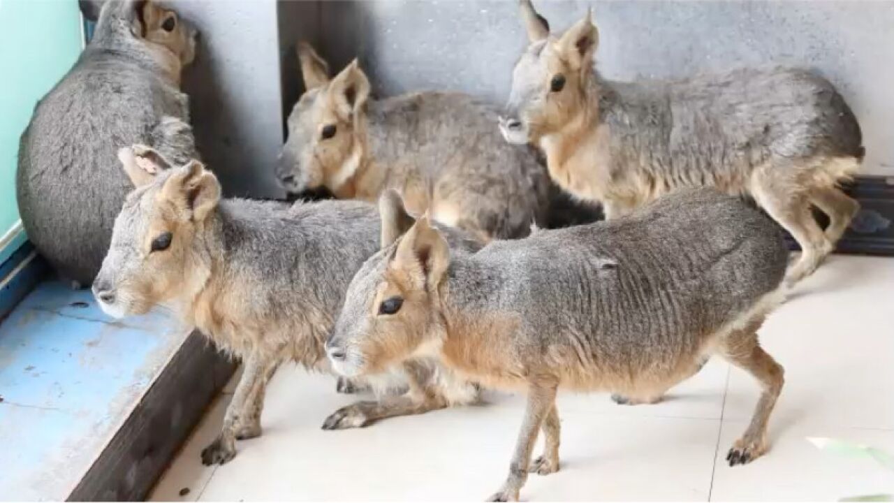 巴塔哥尼亚豚鼠