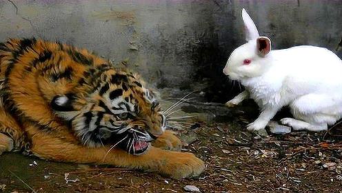 饲养员给老虎加餐，将兔子扔进笼子里，隔天一看傻眼了
