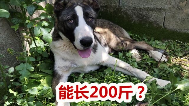 巨型猛犬中亚犬能长多大,狗几个月停止成长,一次说清楚