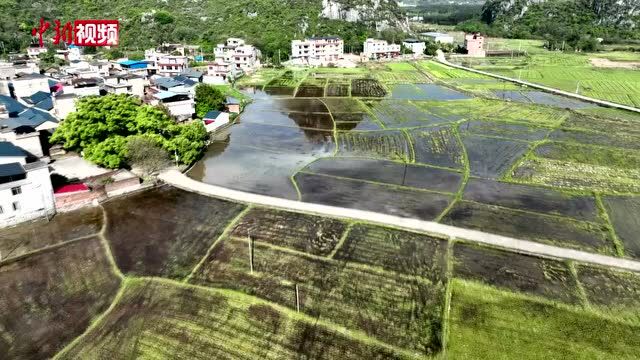 春满漓江生态美田野山川白鹭飞