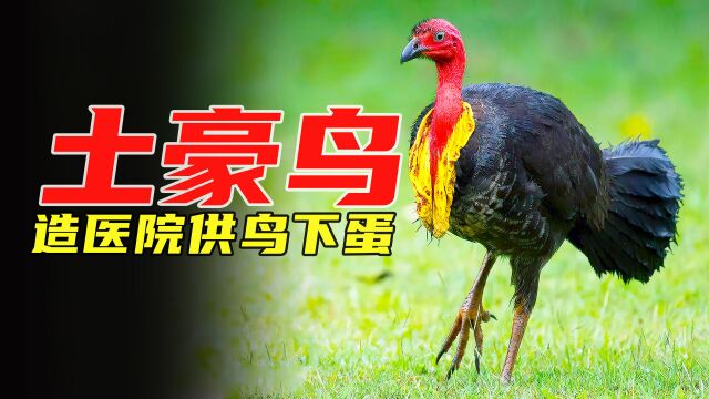 土豪鸟建造“妇产医院”供别人下蛋,堪称盖房子能手,动物纪录片