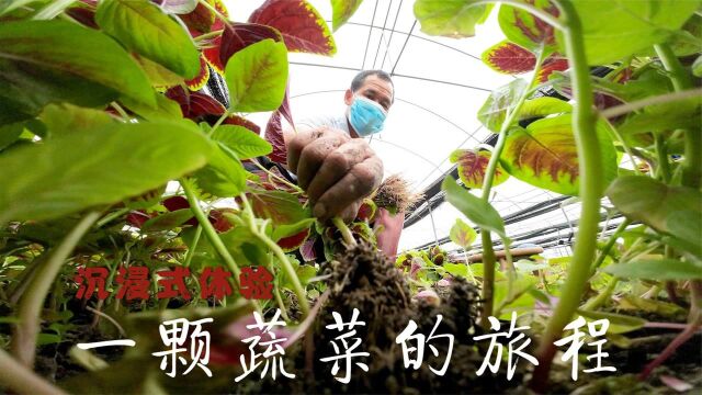 沉浸体验广州白云一颗蔬菜的旅程,部分蔬菜基地出货量翻一番