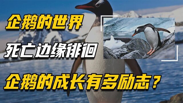 企鹅的一生有多悲催?被同伴揍被海豹抓,能长大太不容易了