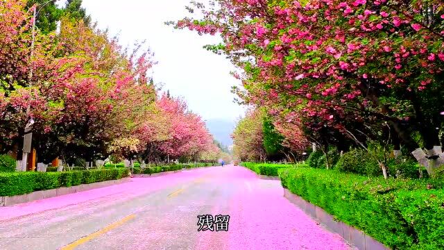 樱花时节 珍稀春酿丨金徽樱雨落,来年再相约