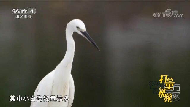 小白鹭、夜鹭和池鹭在厦门属留鸟,其中小白鹭数量最多