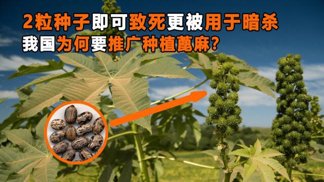 2粒种子即可致死,常被用于下毒,为何我国还要大量种植蓖麻?