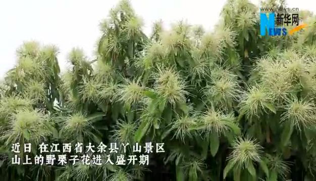 午FUN丨“涨知识”!原来栗子花长这样