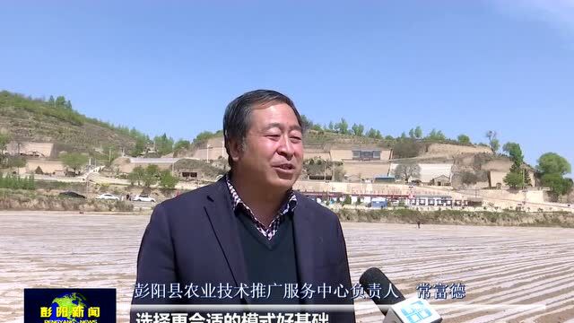 彭阳县:打造自治区级千亩玉米大豆带状复合种植示范园