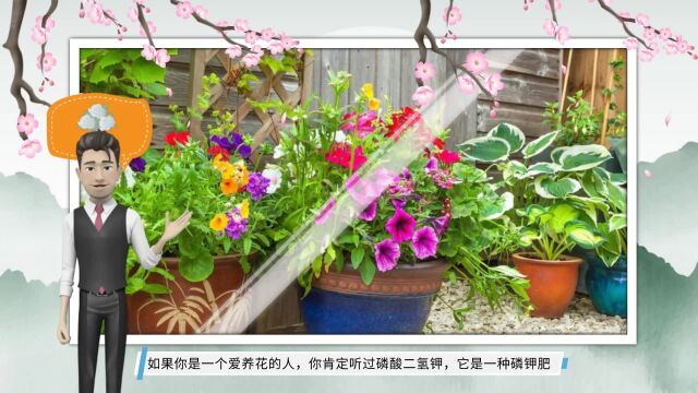 养花人都知道“磷酸二氢钾”,但没人知道,它和花多多2号的区别