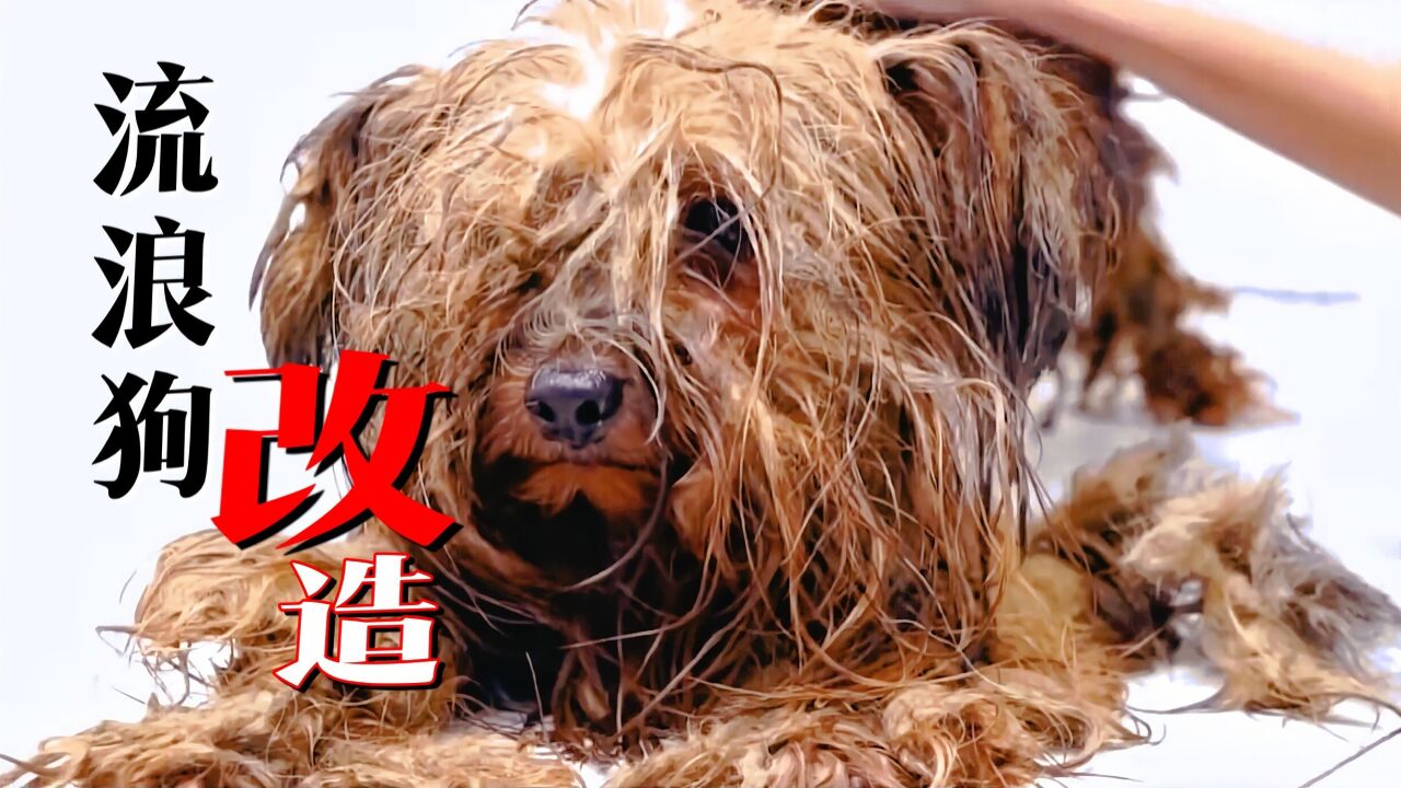 一只长毛流浪狗经医生改造后颜值爆表,被人收养后过上幸福生活