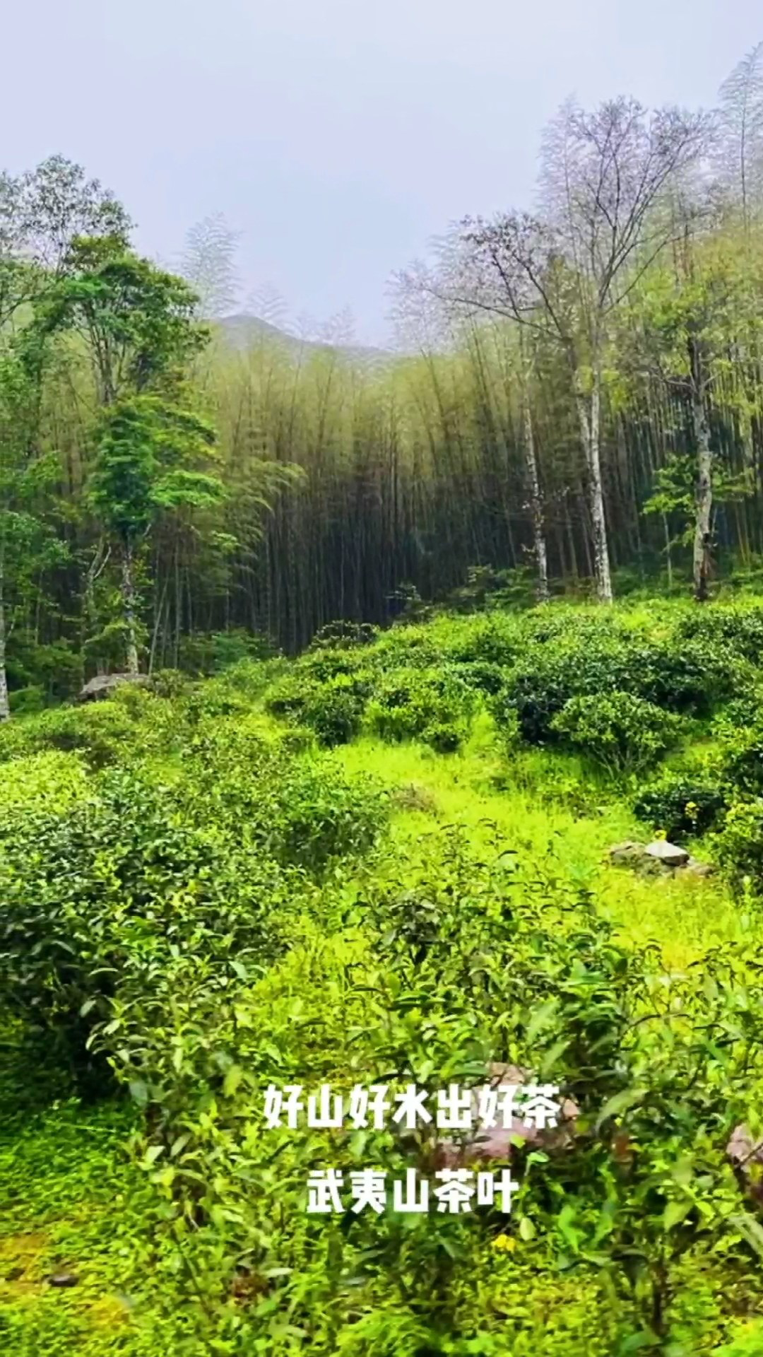 好山好水出好茶,武夷山茶葉