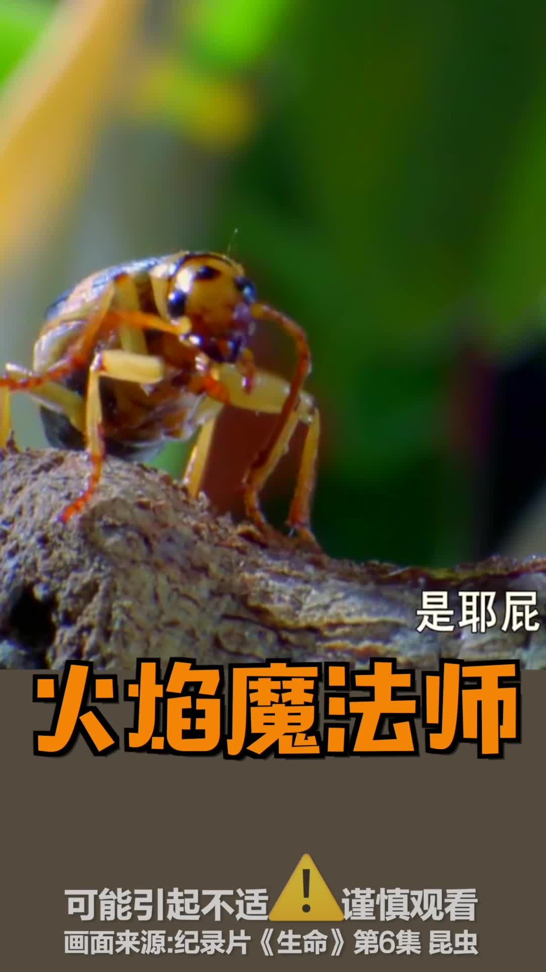 步甲虫喷射火焰