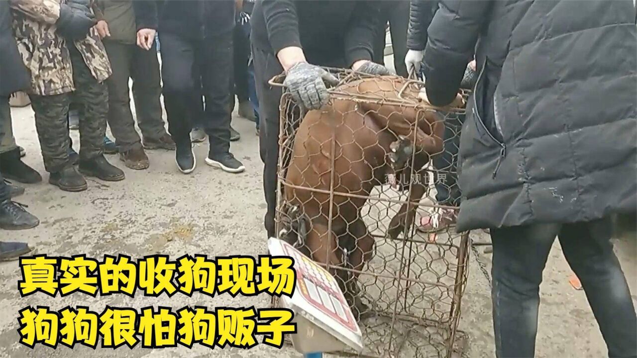 凶猛大狗面对狗贩子却像待宰的羔羊,带你看看真实的卖狗现场!