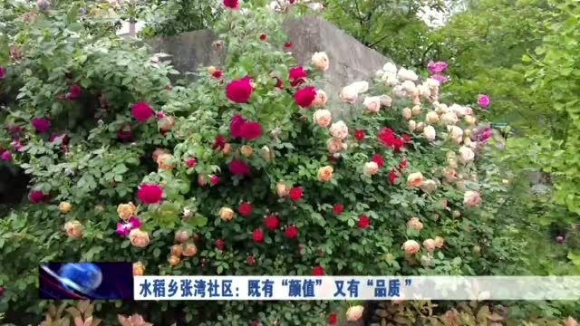 水稻乡张湾社区:既有“颜值” 又有“品质 ”