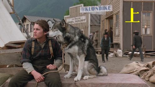 雪地黄金犬：狼是一种跟人类很相似的动物 