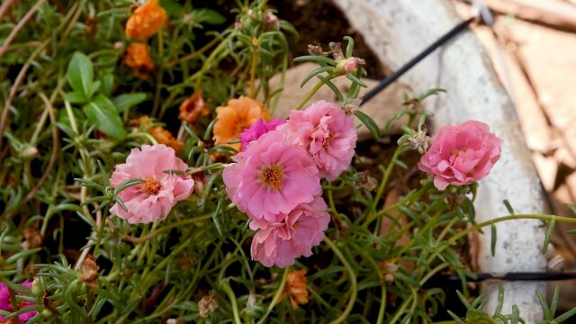 花 蜜蜂 红色的花 视频素材 实拍视频