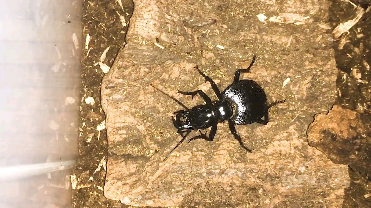 当一只饥饿的甲虫遇到猎蝽,结果会如何?