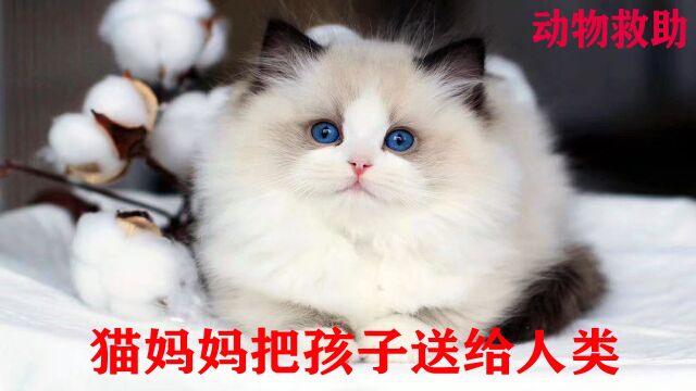 猫妈妈把孩子送给人类