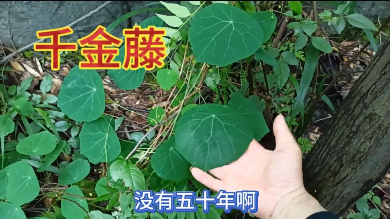 网红植物千金藤商贩正在以十倍价格收购了,来看看你家乡有吗?