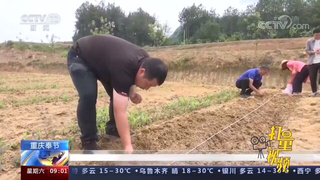 奉节:农技专家改良传统,采用复合种植新模式,保障稳粮增豆目标