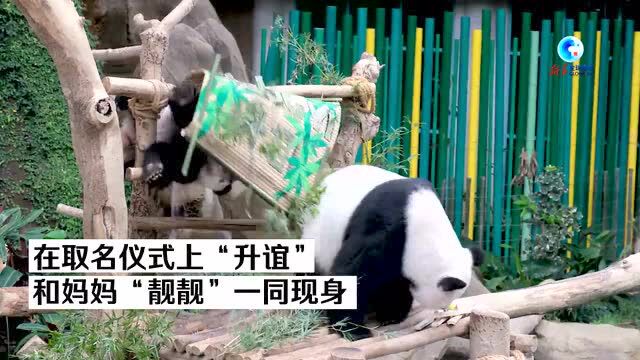 全球连线 | 中国旅马大熊猫“靓靓”的第三只宝宝取名“升谊”