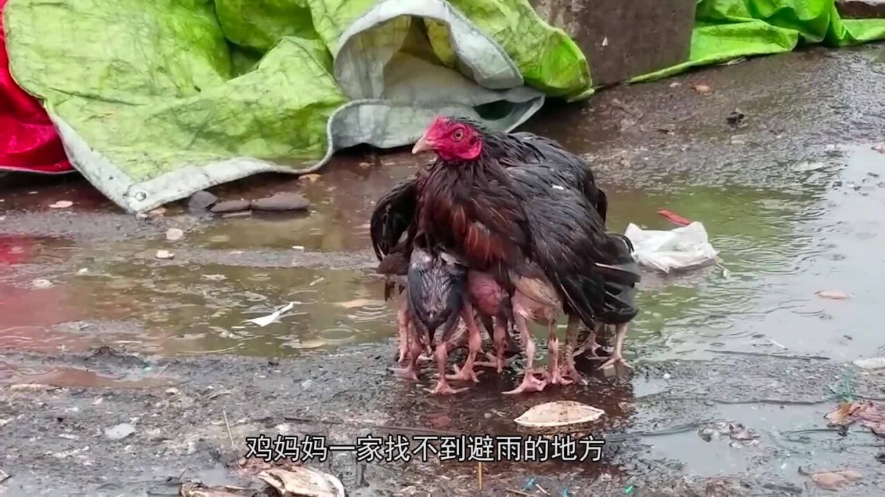 伟大的母爱!鸡妈妈在暴雨中保护宝宝,网友:世上只有妈妈