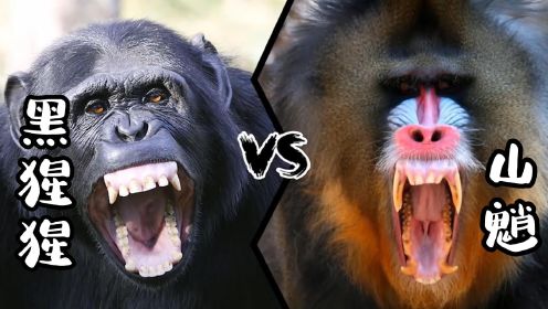 黑猩猩大战山魈，类人猿与世界最大猴科动物的碰撞，谁能笑到最后呢？