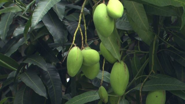 广州街头绿化芒挂枝头,专家:不宜食用