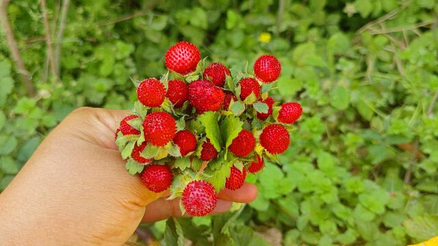 农村的野草莓,网上说是蛇舔过有毒,其实它在我们农村很值钱