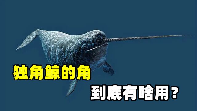 独角鲸的长角有什么用?为何长得这么像 "牙签"