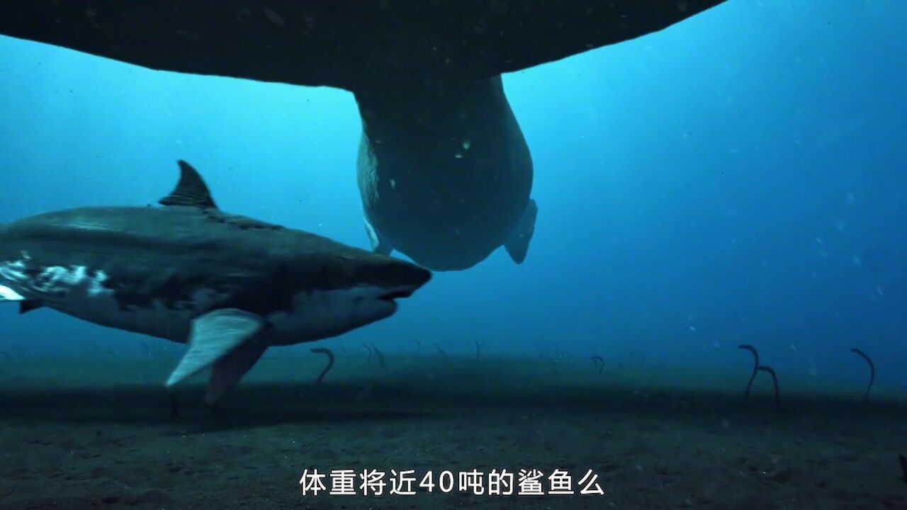 史前最強5大海洋巨獸,滄龍vs巨齒鯊誰是最強王者?神秘海怪